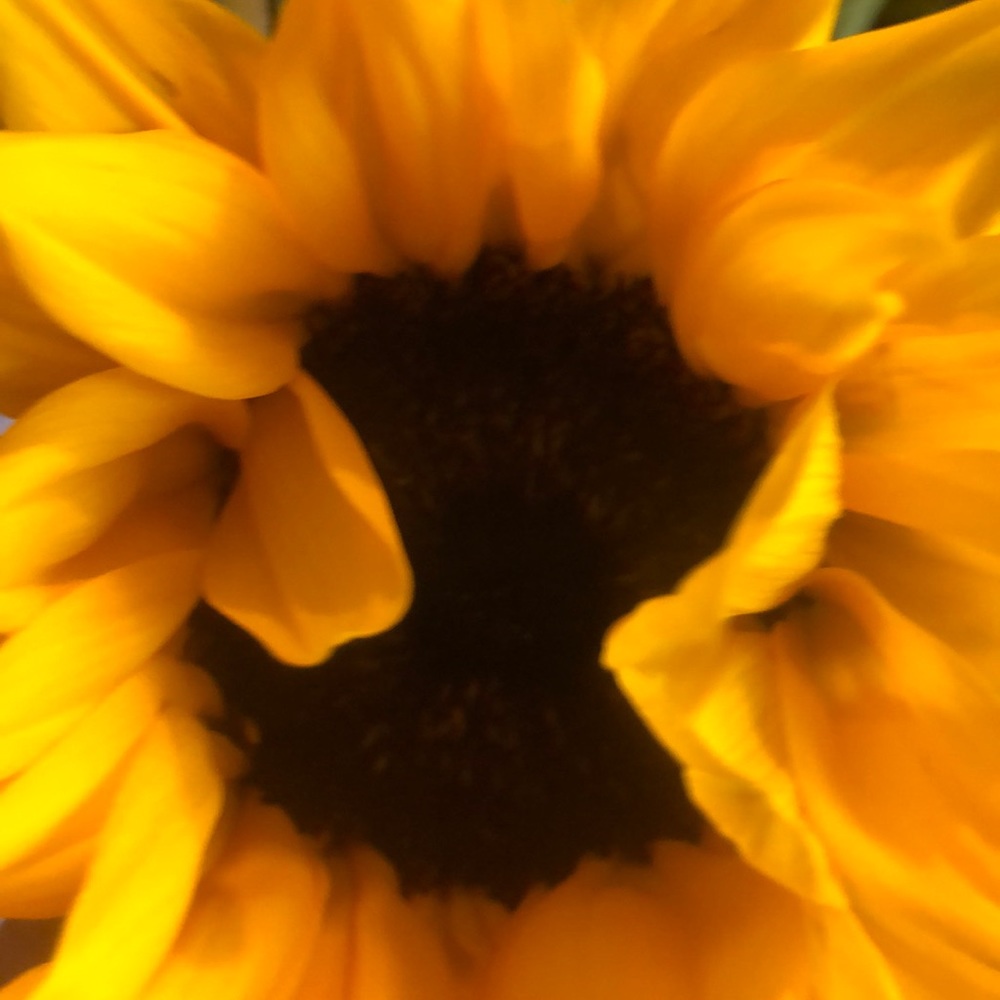 Buy two, get one FREE!